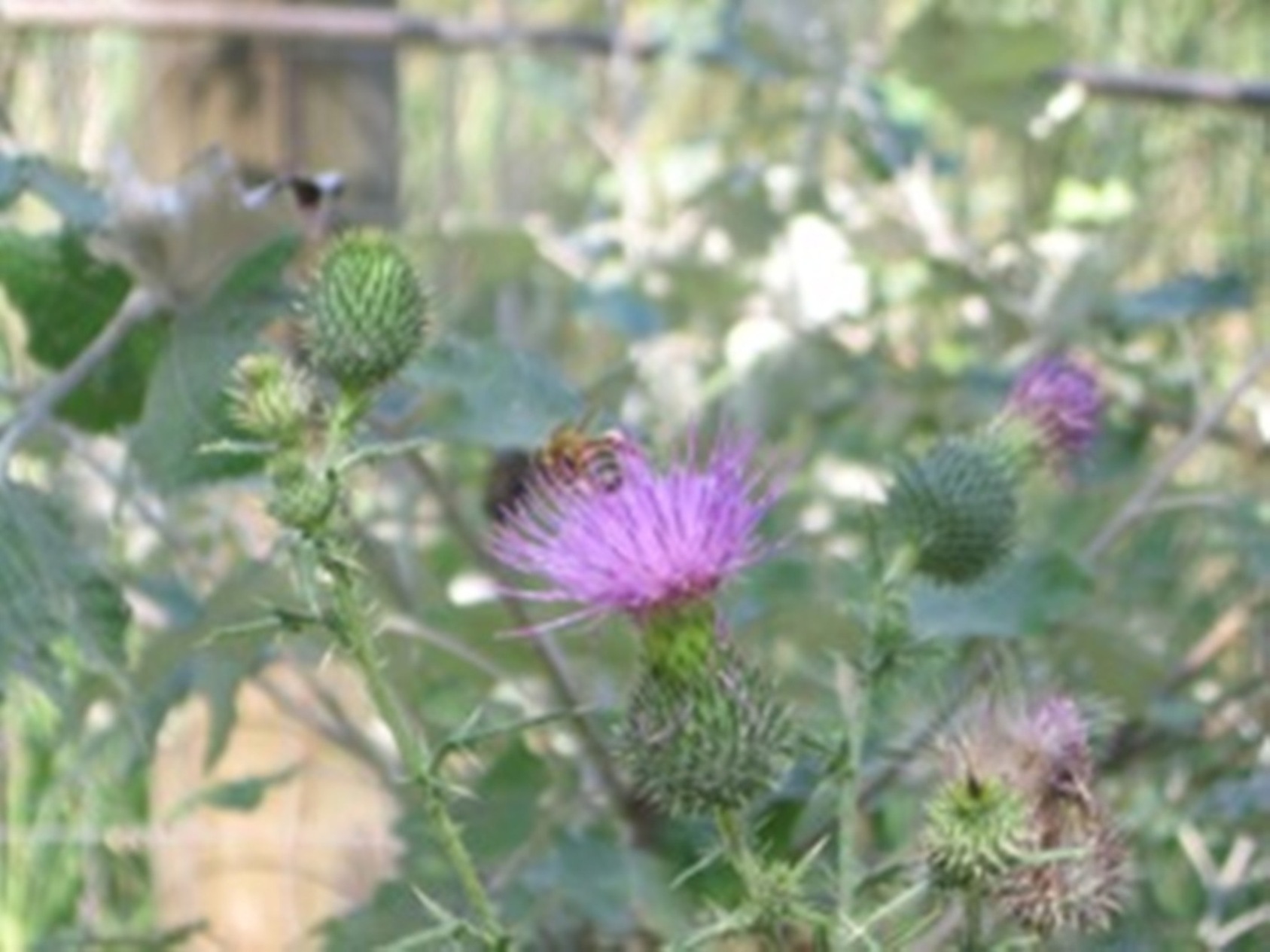 Cirsium vulgare